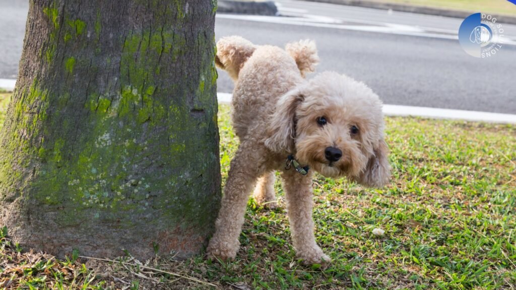 trucos para que tu perro no orine en casa