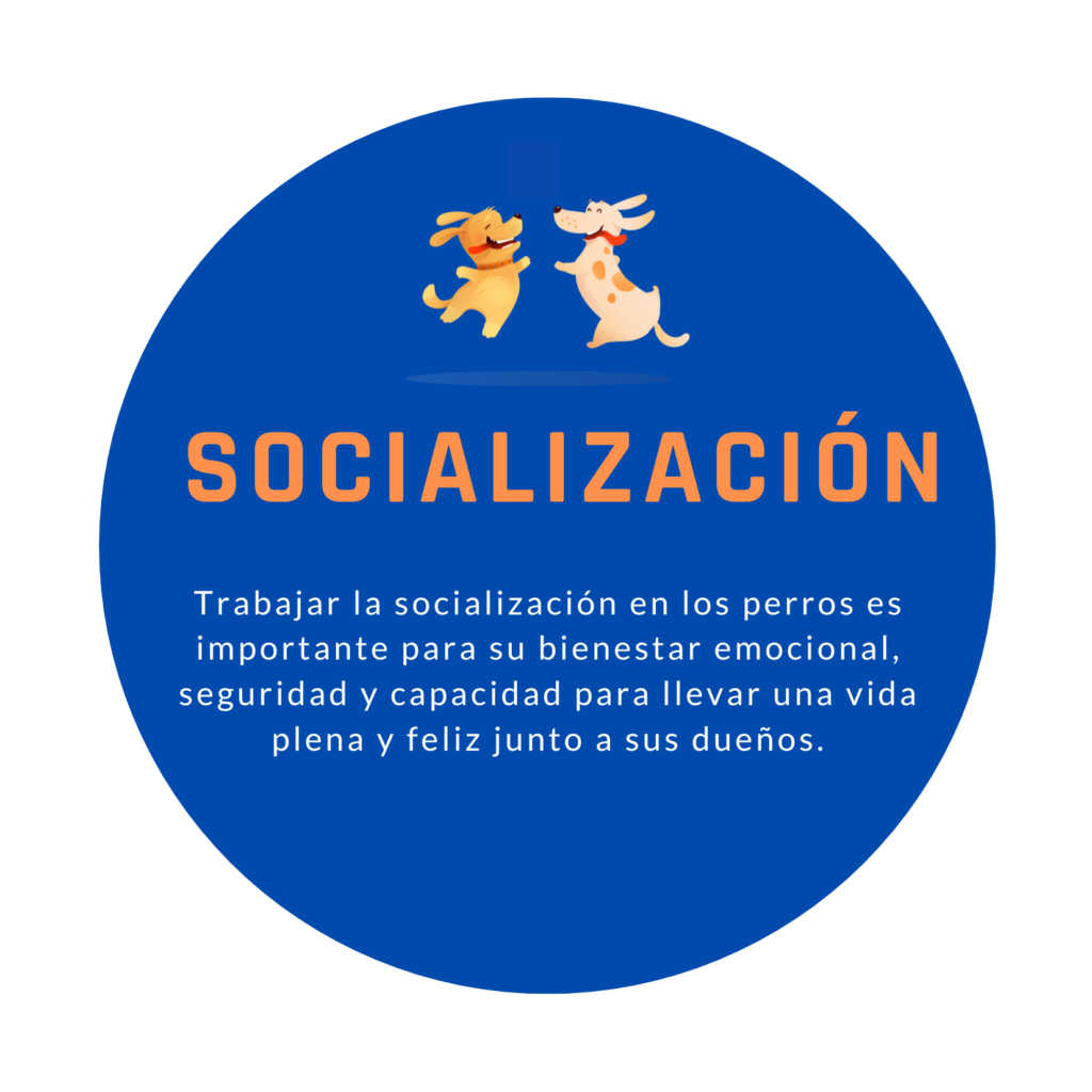 Socialización